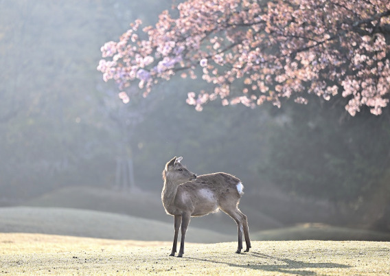 후쿠오카 벚꽃